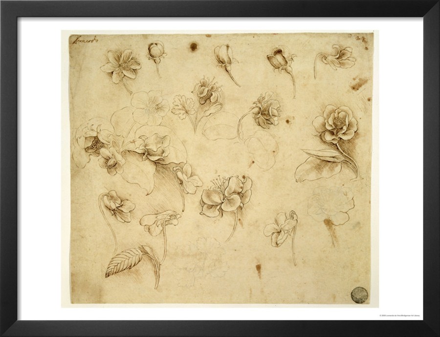 Study Of Flowers - Leonardo Da Vinci Painting